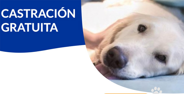 CASTRACIÓN GRATUITA