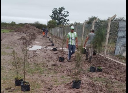 PLANTACIÓN DE ÁRBOLES EN PERIMETRO PILETAS ANAERÓBICAS