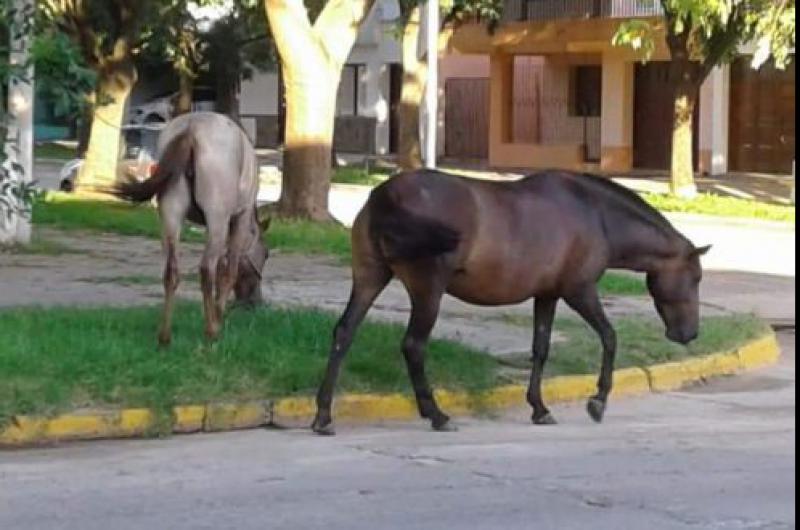 COMUNICADO IMPORTANTE SOBRE ANIMALES SUELTOS