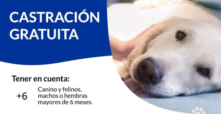 CASTRACIÓN GRATUITA