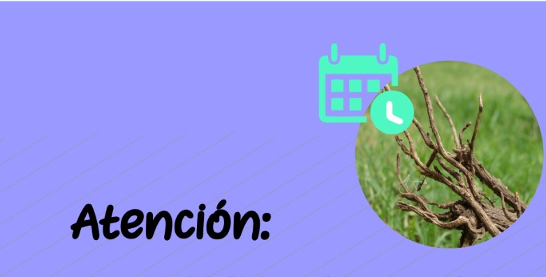 RECOLECCIÓN RAMAS